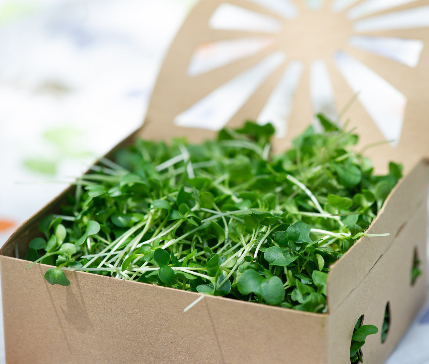 URBAN NIBBLE MICRO GREENS MONTHLY SUBSCRIPTION BOX